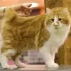 Kurylski Bobtail długowłosy