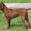 Thai Ridgeback Dog