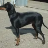 Manchester Terrier