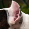 American Staffordshire Terrier