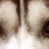 Siberian Husky