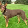 Owczarek australijski - Kelpie