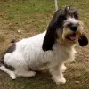 Petit Basset griffon vendeen