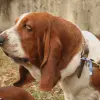 Basset Hound