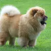Chow Chow długowłosy