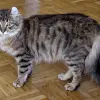 Amerykański Curl długowłosy