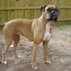 Bokser