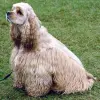 Cocker spaniel amerykański
