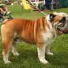 Buldog angielski