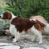 Springer spaniel walijski