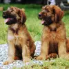 Owczarek francuski Briard