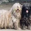 Bergamasco