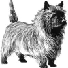 Cairn Terrier