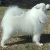 Samoyed