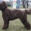 Barbet
