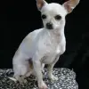Chihuahua krótkowłosy