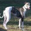 Greyhound