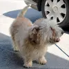 Irish Glen of Imaal Terrier