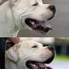 Dog argentyński