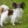 Spaniel kontynentalny miniaturowy Papillon