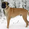 Bullmastiff
