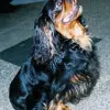 King Charles Spaniel