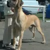 Dog niemiecki