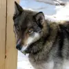Siberian Husky
