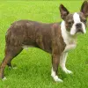 Boston Terrier