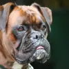 Bokser