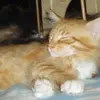 Maine Coon