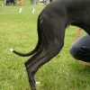 Whippet