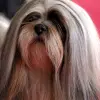 Lhasa Apso