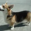 Welsh Corgi Pembroke