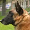 Owczarek belgijski Malinois