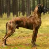 Dog niemiecki