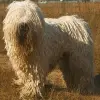Komondor