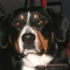 Entlebucher