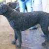 Curly Coated Retriever