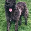Bouvier des Ardennes