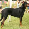 Owczarek francuski Beauceron