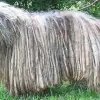 Bergamasco