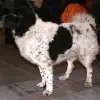 Fryzyjski pies dowodny