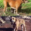 Dog z Majorki