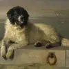 Landseer (typ kontynentalno-europejski)