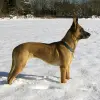 Owczarek belgijski Malinois