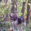 Foxhound amerykański
