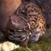 Bengalski
