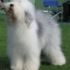 Owczarek staroangielski Bobtail