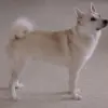 Norsk Buhund